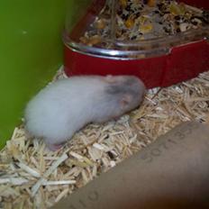 Hamster Henry Andersen