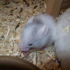 Hamster Henry Andersen