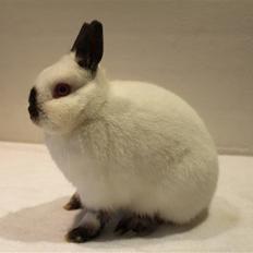 Kanin Bailey "Hermelin"