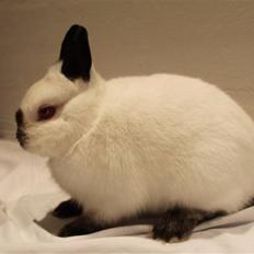 Kanin Bailey "Hermelin"