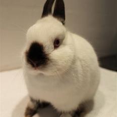 Kanin Bailey "Hermelin"