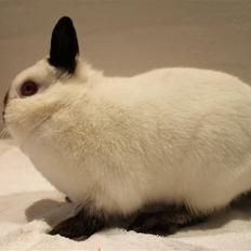 Kanin White Lady "Hermelin"