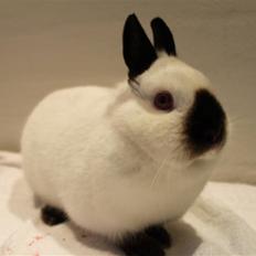 Kanin White Lady "Hermelin"