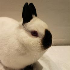 Kanin White Lady "Hermelin"