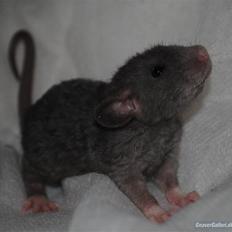 Tamrotte Kungfu | DayDream *Skalde*