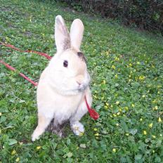 Kanin Aske R.I.P :'( <3