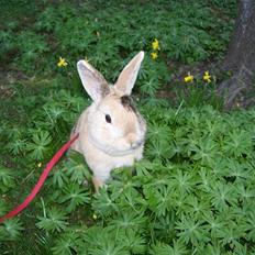 Kanin Aske R.I.P :'( <3