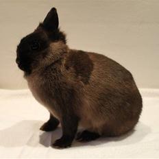 Kanin Nutella "Hermelin"