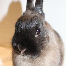 Kanin Nutella "Hermelin"