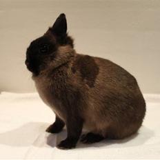 Kanin Nutella "Hermelin"