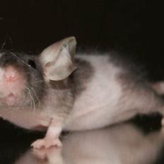 Mus Stald Picnic's Asti † DØD 26.2.2012 †