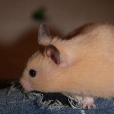 Hamster "ARNE"