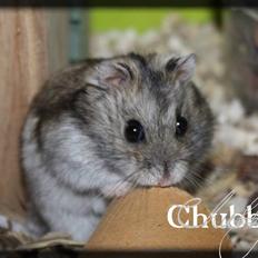Dværghamster Chubby
