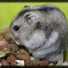 Dværghamster Chubby