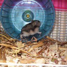Dværghamster Cindy