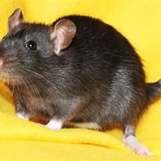 Tamrotte Artesia's Vanille