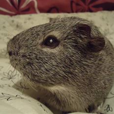Marsvin Grå