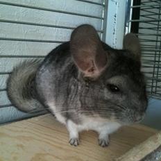 Chinchilla Magnus