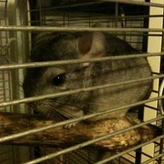 Chinchilla Magnus