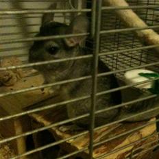 Chinchilla Magnus