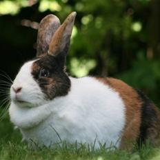 Kanin Mimrelunds Margerit