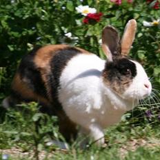 Kanin Mimrelunds Margerit