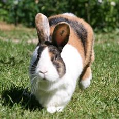 Kanin Mimrelunds Margerit