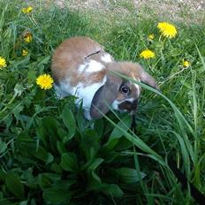 Kanin Roses Roselill