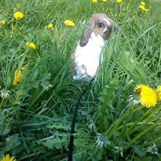 Kanin Roses Roselill