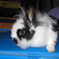 Kanin Snehvide