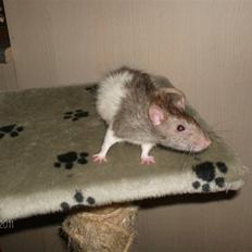 Tamrotte king R.I.P