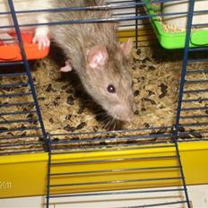 Tamrotte king R.I.P