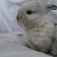 Kanin Æblehavens Mozilla Firefox