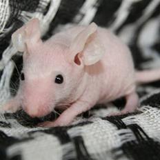 Mus Stald Picnic's Alfred