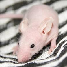 Mus Stald Picnic's Alfred