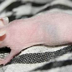 Mus Stald Picnic's Alfred