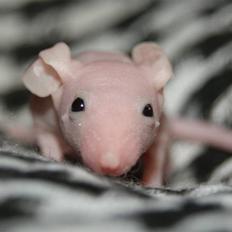 Mus Stald Picnic's Allan