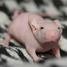 Mus Stald Picnic's Allan