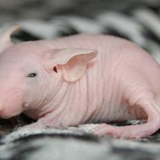 Mus Stald Picnic's Allan