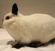 Kanin White Lady "Hermelin"