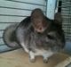 Chinchilla Magnus
