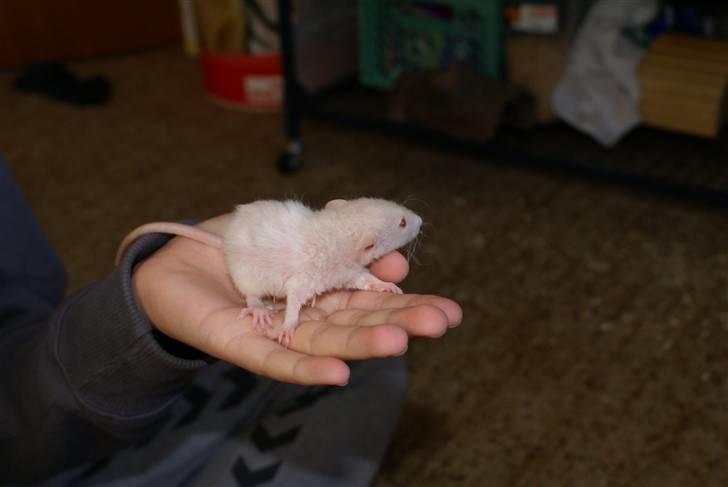 Tamrotte Prima Rats' Kahlua <3 billede 2