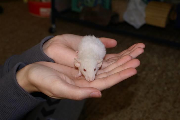 Tamrotte Prima Rats' Kahlua <3 billede 4