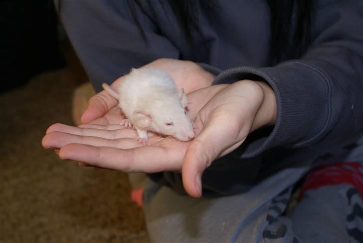 Tamrotte Prima Rats' Kahlua <3 billede 5