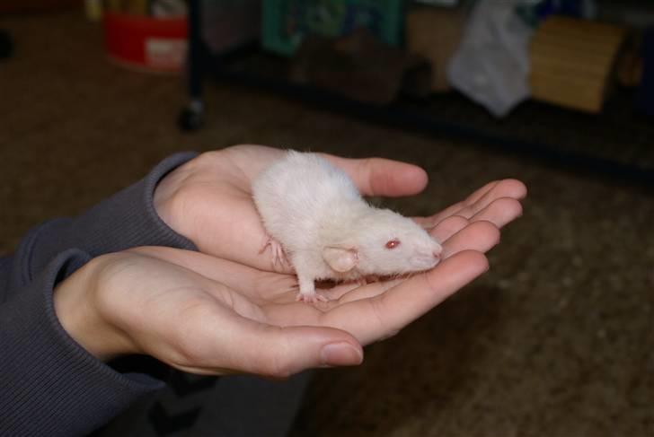 Tamrotte Prima Rats' Kahlua <3 billede 6