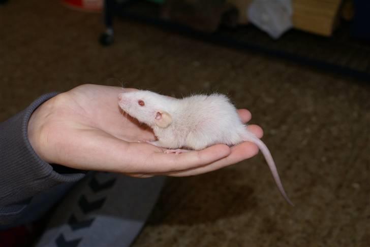 Tamrotte Prima Rats' Malibue <3 billede 7