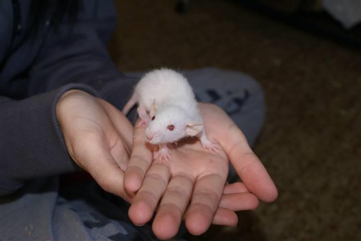 Tamrotte Prima Rats' Malibue <3 billede 8