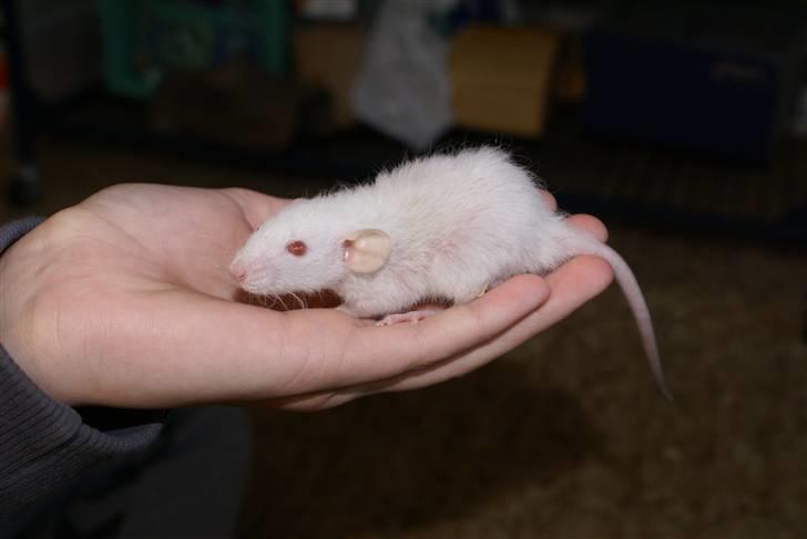 Tamrotte Prima Rats' Malibue <3 billede 9