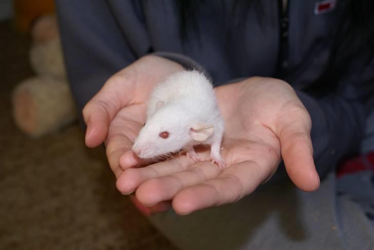 Tamrotte Prima Rats' Malibue <3 billede 10