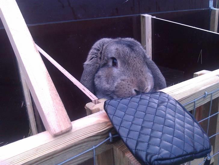 Kanin BENT MIN ØJESTEN  - bent billede 8